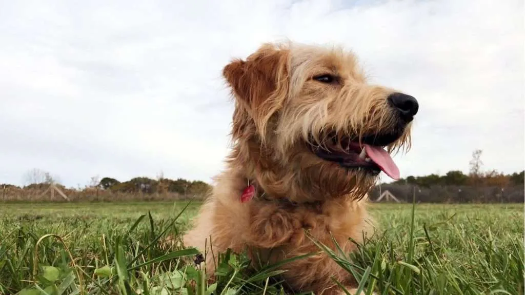Shaggy brown dog with red tag lying in grassy field under cloudy sky.